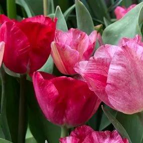 Hemisphere Tulip (Tulipa darwinii 'Hemisphere') Img 4